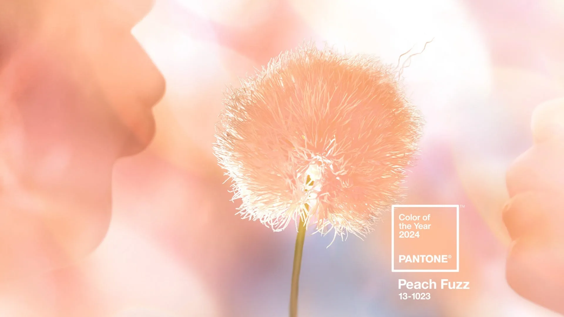 pantone-coy2024-wallpaper-download-peachfuzzhero-2560×1440-1